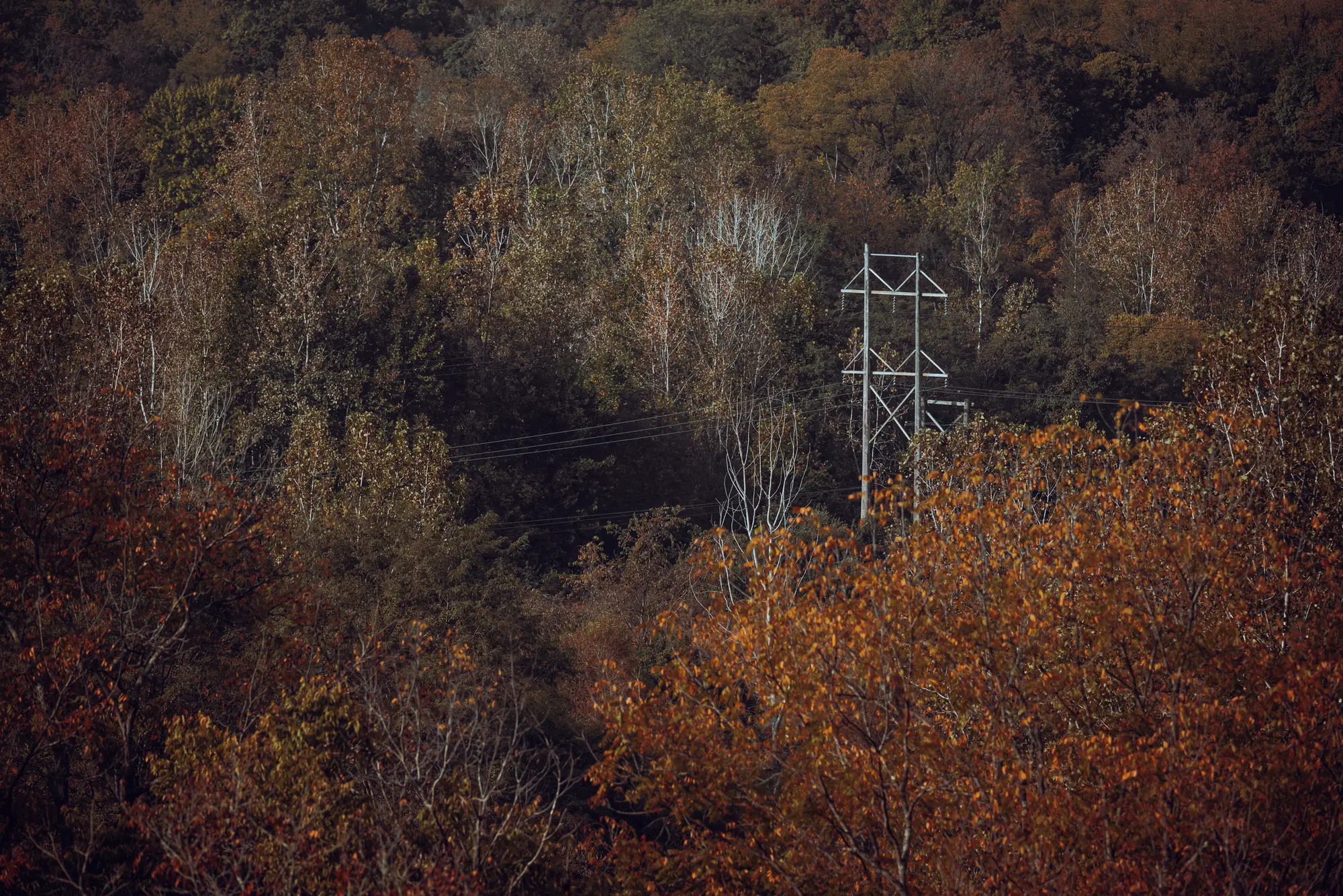 A steel lattice transmission tower in an autumn hardwood forest, its conductors running into the trees